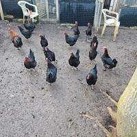 Galline marans coppia moroseta collonudo