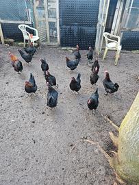 Galline marans coppia moroseta collonudo