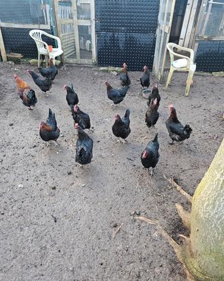 Galline marans coppia moroseta collonudo