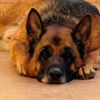 Pastore tedesco disponibile per MONTA