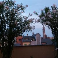 PIANTE DI OLEANDRI