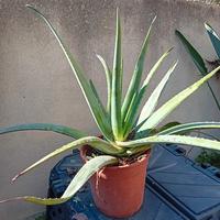 pianta aloe in vaso