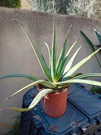 pianta aloe in vaso