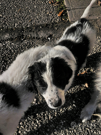 Cuccioli mix maremmano