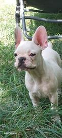 Buldog francese maschio