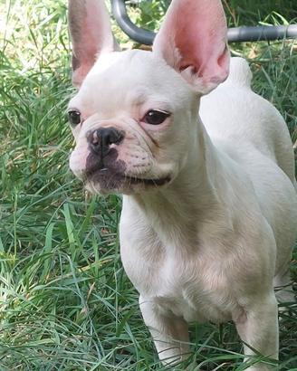 Buldog francese maschio