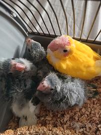 Kakariki
