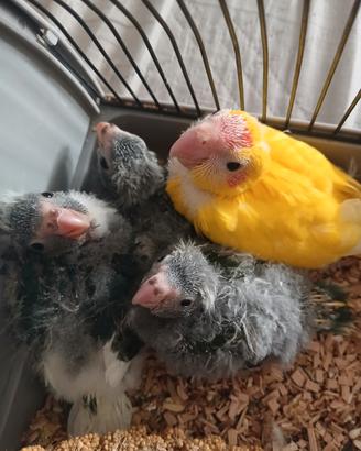 Kakariki