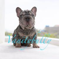 Bulldog francese big rope