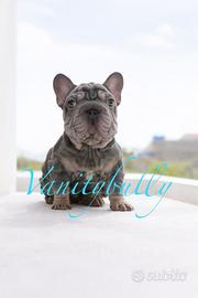 Bulldog francese big rope