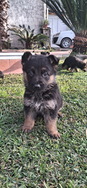 Cuccioli pastore tedesco