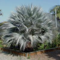 10 semi di Brahea Armata