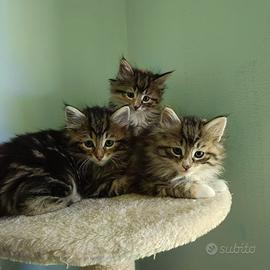Cuccioli gatti Norvegesi