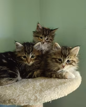 Cuccioli gatti Norvegesi