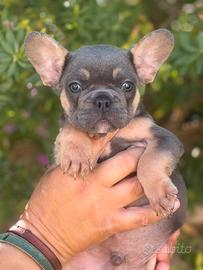 Bulldog francese