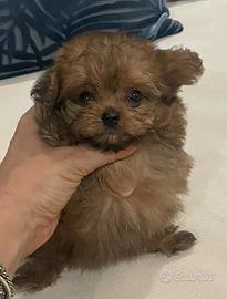 Maltipoo