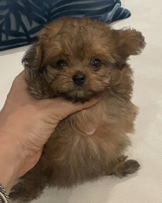 Maltipoo