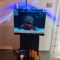 MINI REEF ACQUARIO MARINO 40 LITRI COMPLETO