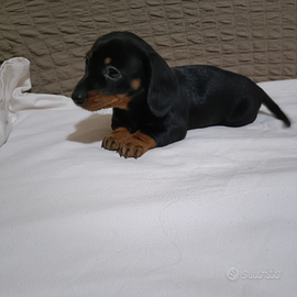 Cucciola di Bassotto