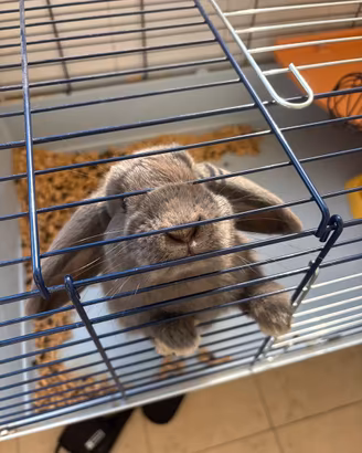 Coniglio nano grigio femmina - 5 mesi