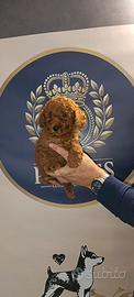 Cuccioli barboncini Toy MiniToy mano ampia scelta