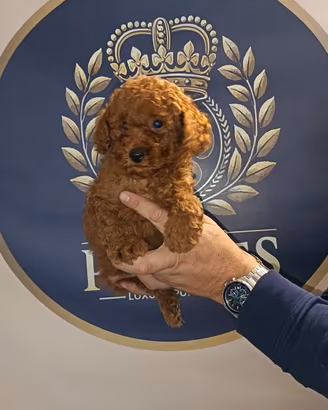 Cuccioli barboncini Toy MiniToy mano ampia scelta
