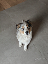 Cucciolo pastore australiano