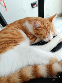 Arancino e una nuova casa