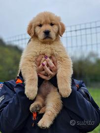 Golden Retriever - Americani - Marina Lab
