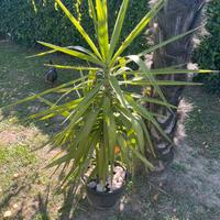 Pianta Tronco della felicità