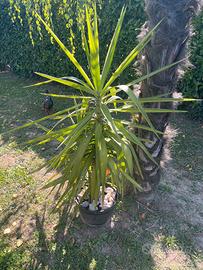 Pianta Tronco della felicità