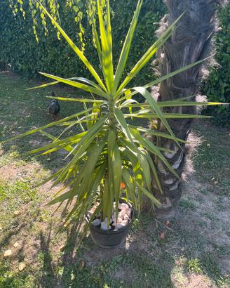 Pianta Tronco della felicità