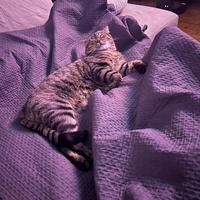 Cucciolo di Tabby brown