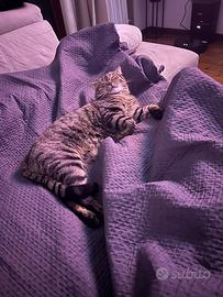 Cucciolo di Tabby brown