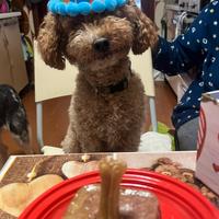 Barboncino nano per monta