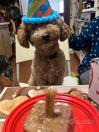 Barboncino nano per monta