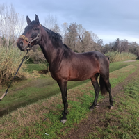 Cavallo Pre Baio