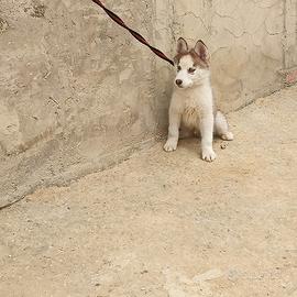 Cucciolo siberian husky