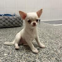 Chihuahua toy maschio bianco 3 mesi PEDEGREE