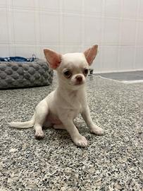 Chihuahua toy maschio bianco 3 mesi PEDEGREE