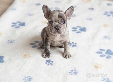 Bulldog francese