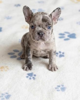 Bulldog francese
