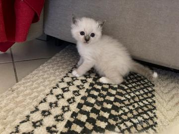 Gattini smil sacro di birmania