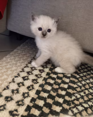 Gattini smil sacro di birmania