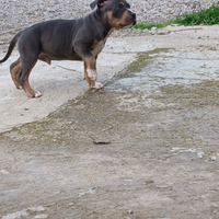 Pitbull ukc