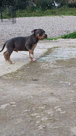 Pitbull ukc