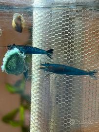 Neocaridine blue