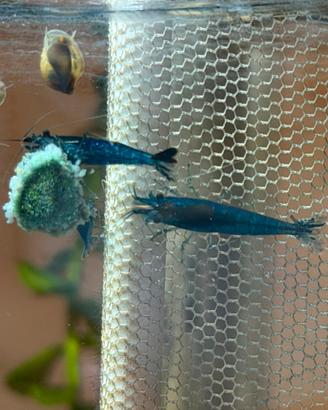 Neocaridine blue