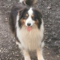 Adulto maschio Pastore Australiano