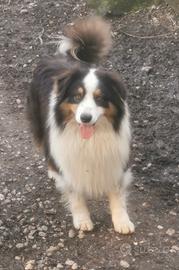 Adulto maschio Pastore Australiano